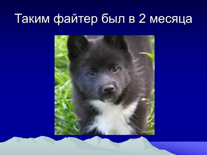 Таким файтер был в 2 месяца